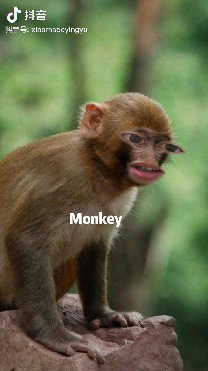 单词闪卡启蒙英语万物五官你学会了吗