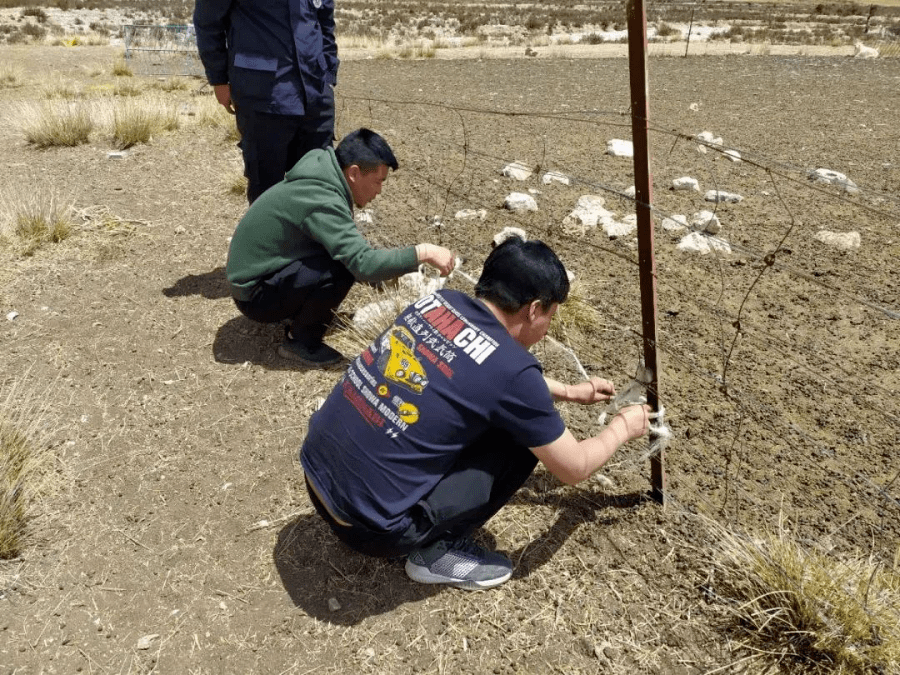 者提供)牧民俄周生活的青海玉樹甘達村,曾有牧民在帳篷裡遭到棕熊攻擊