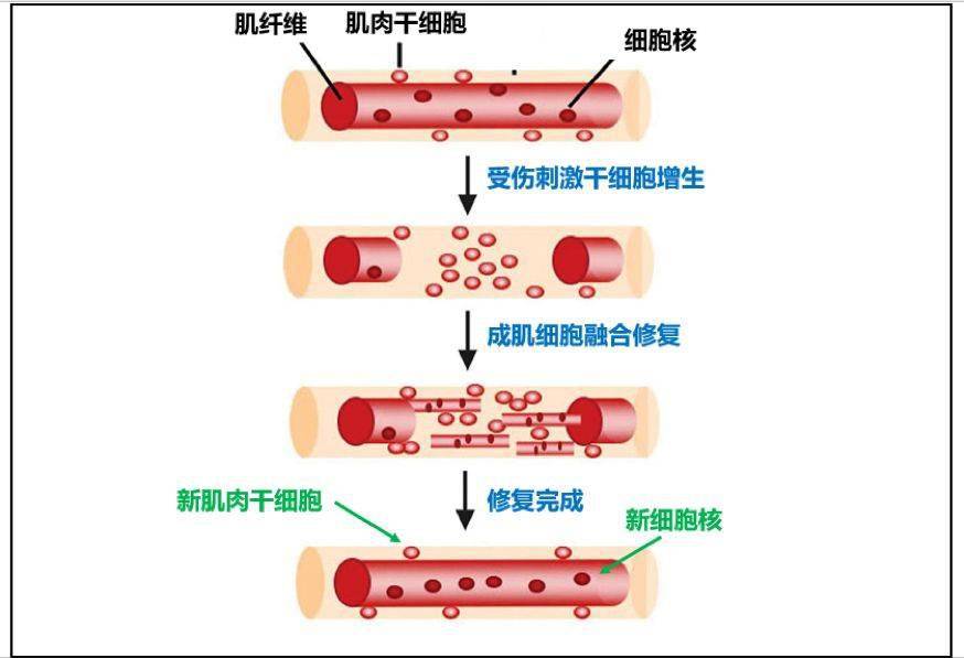 骨骼肌卫星细胞图片