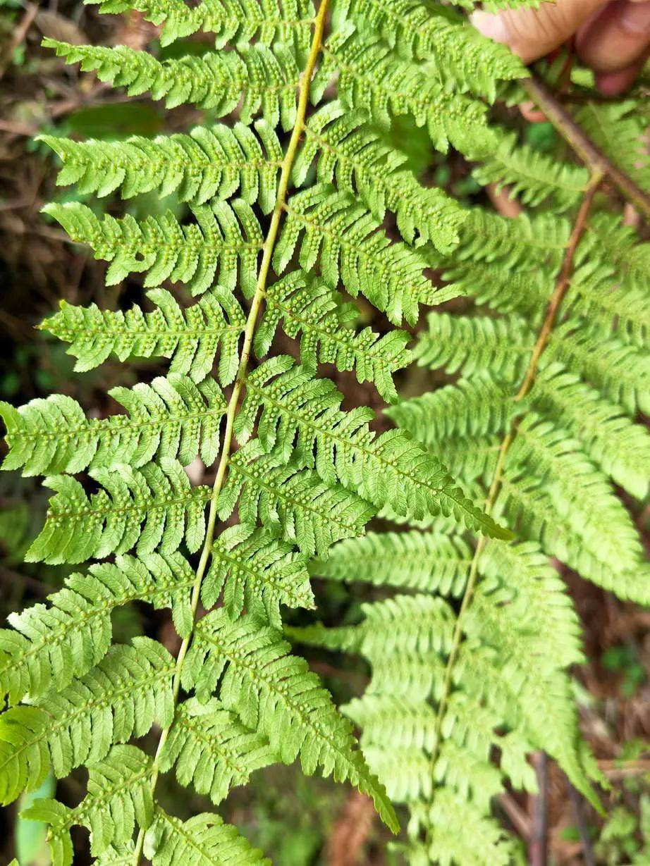 韶关这个地方,首次发现桫椤群,是恐龙爱吃的食物!_南山_保护区_植物