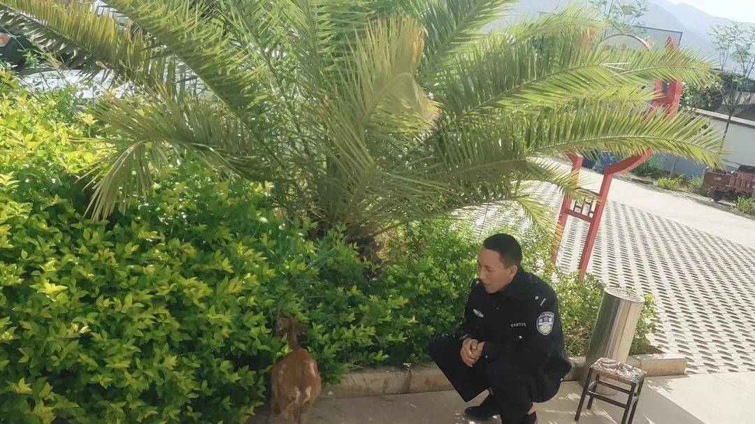 蜀黍变身系列二 看蜀黍变身 保护神 救助野生动物小麂子 报警 群众 工作