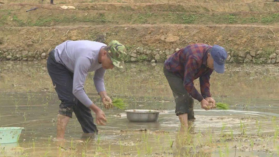 【生態環境保護】國強鄉:水稻插秧季 搶抓農時忙_種植_蜜柚_群眾