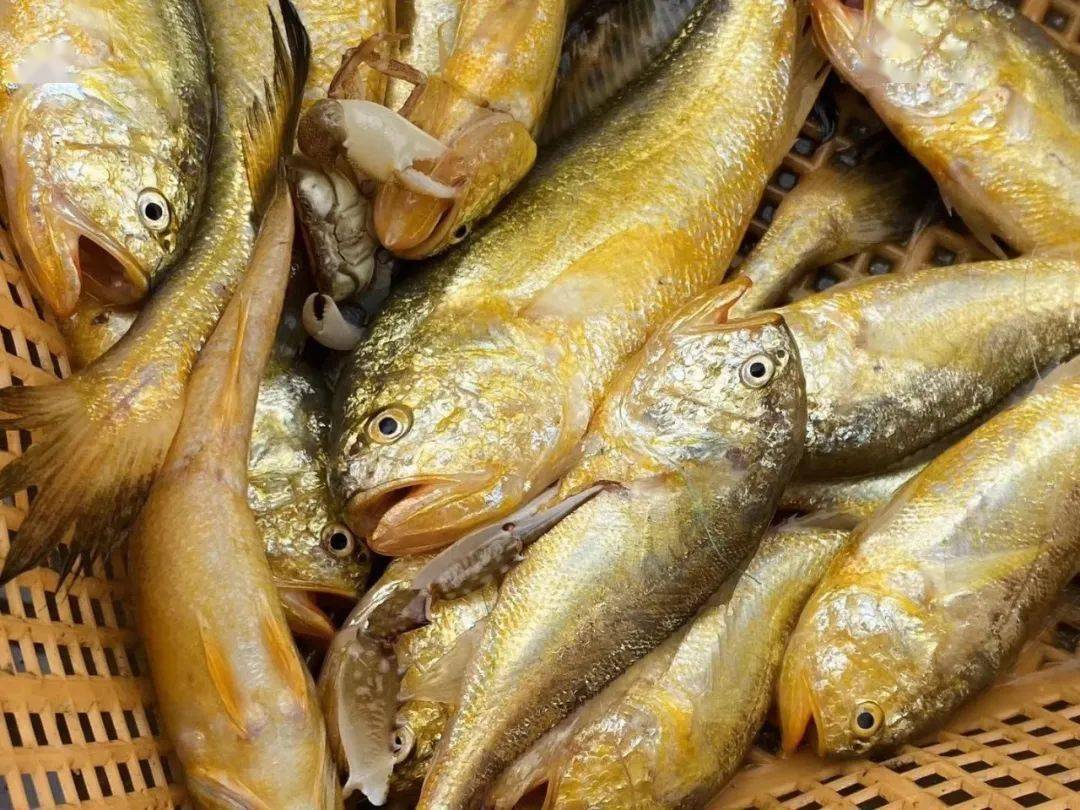 所有吃货休渔倒计时抓紧时间来洞头吃海鲜啦