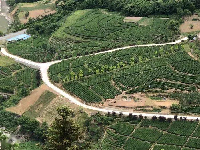 89四季鎮天坪村楊家院子89城關鎮巴山珍稀植物園嵐皋縣茶旅融合