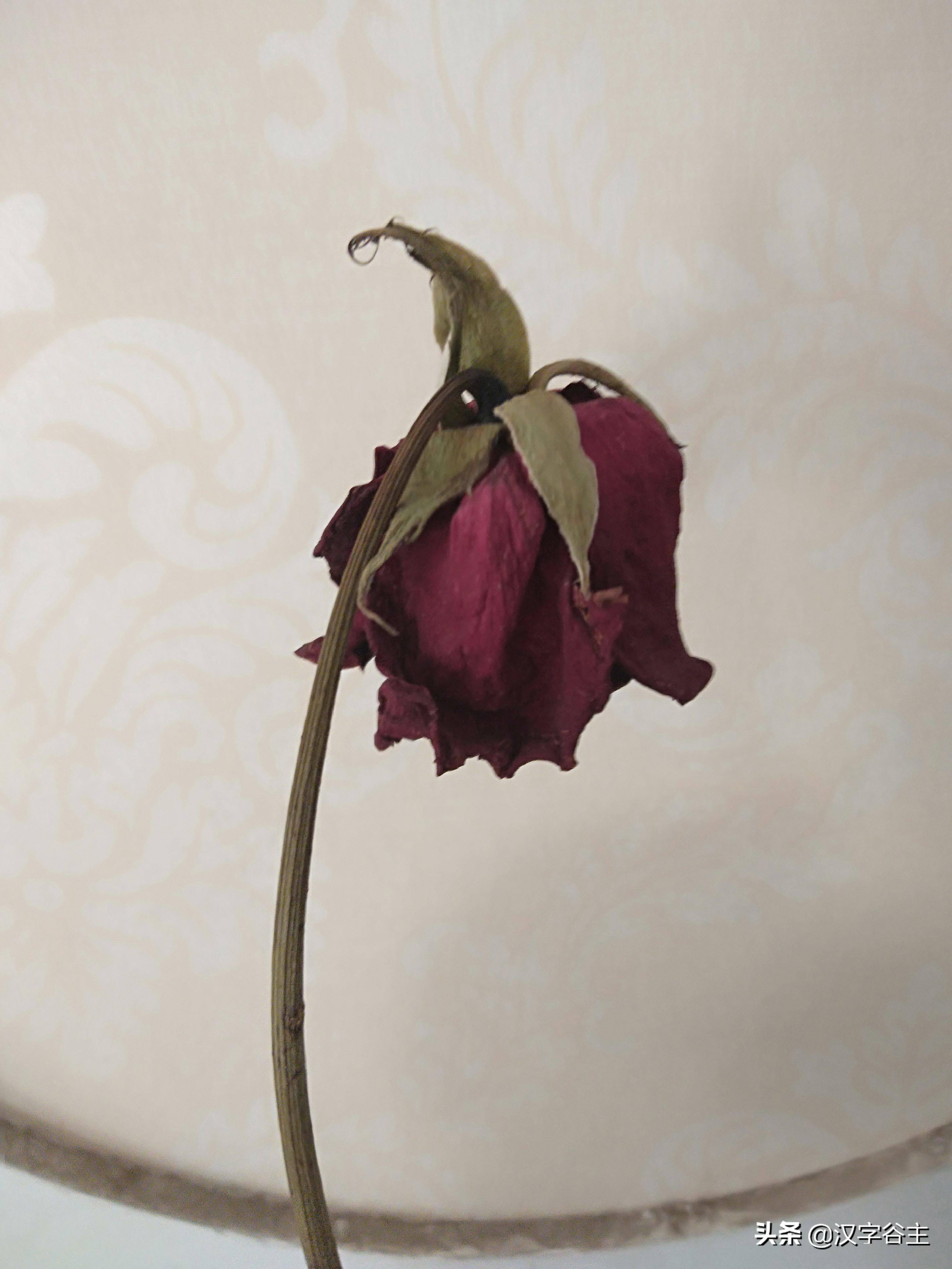 —花草枯萎，花落！“花”开绽放之后，会蔫、萎、落！花开终有花落时！