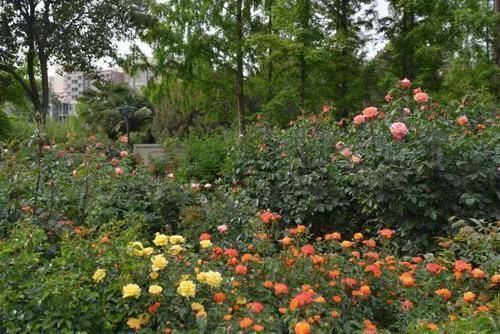 花香四溢醉遊人鄭州市月季公園40萬株月季盛開