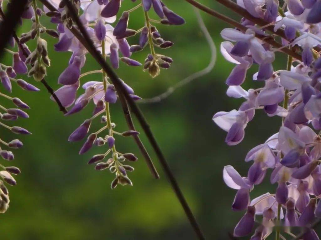 蜿蜒蛟龙垂璎珞紫藤花