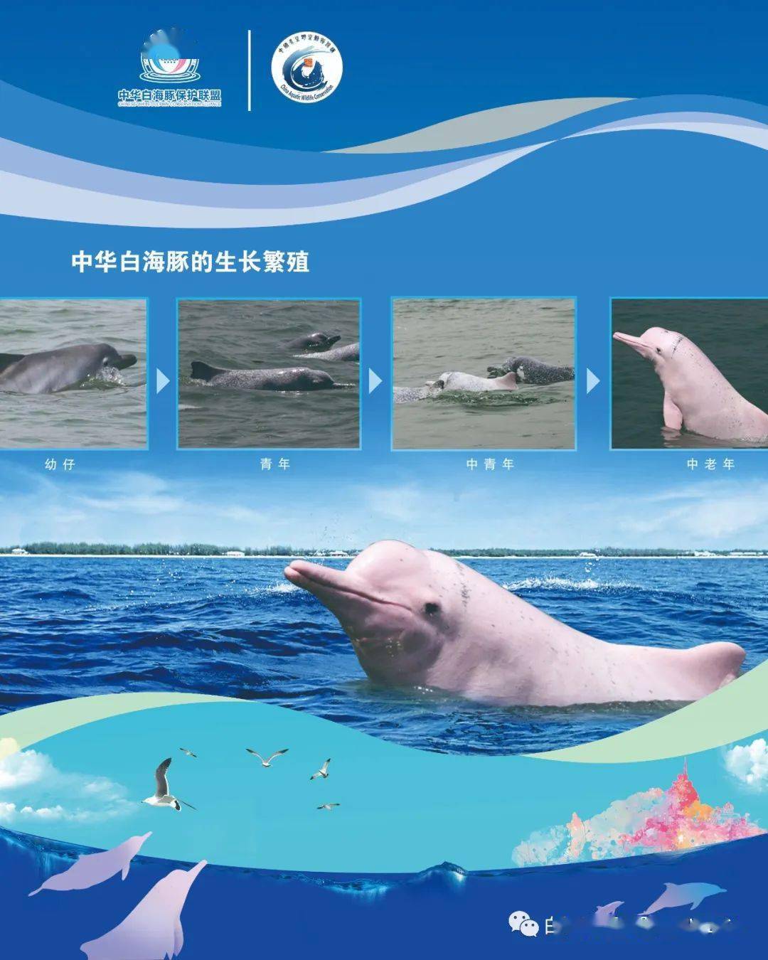 保护白鳍豚海报图片
