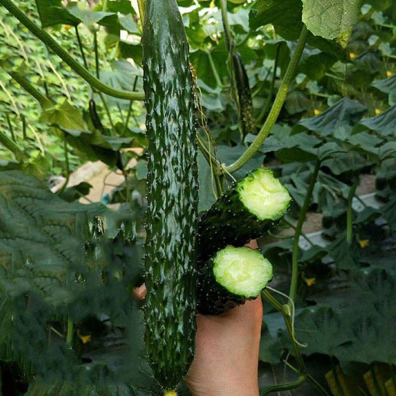特别耐热的早熟黄瓜好品种腰瓜37公分春夏秋露地栽培可用