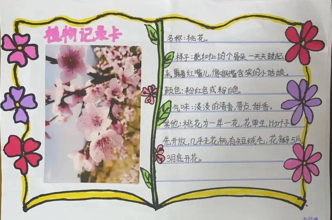 三年级桃花的记录卡图片