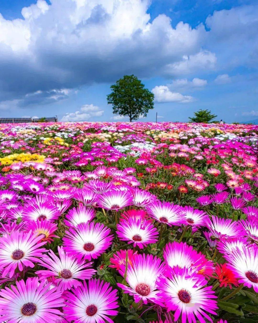 美图欣赏这才是真正的花海