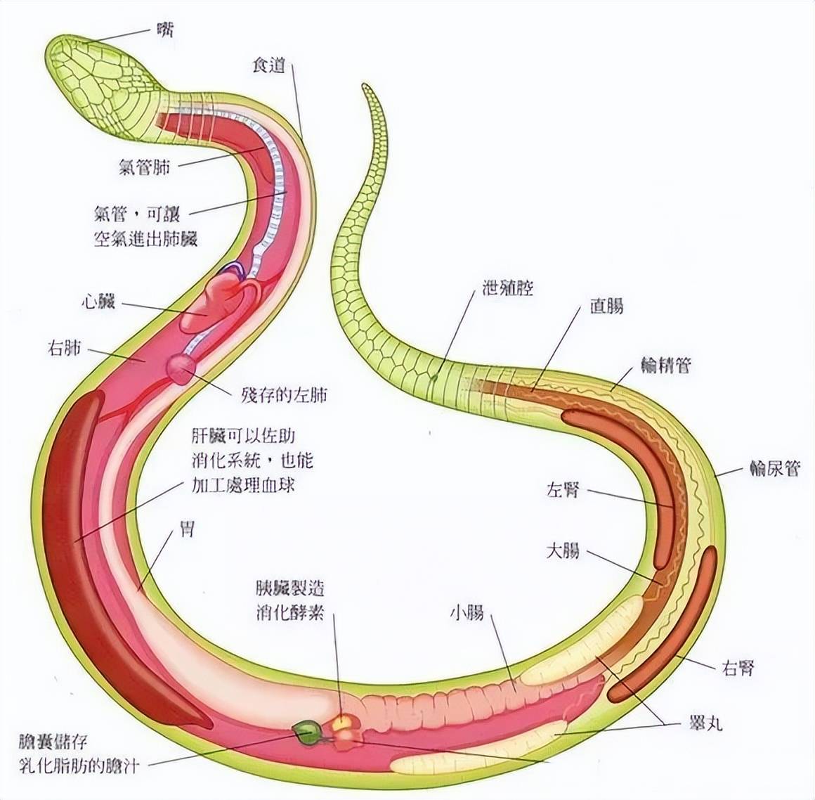 蛇的繁殖器官长什么样图片