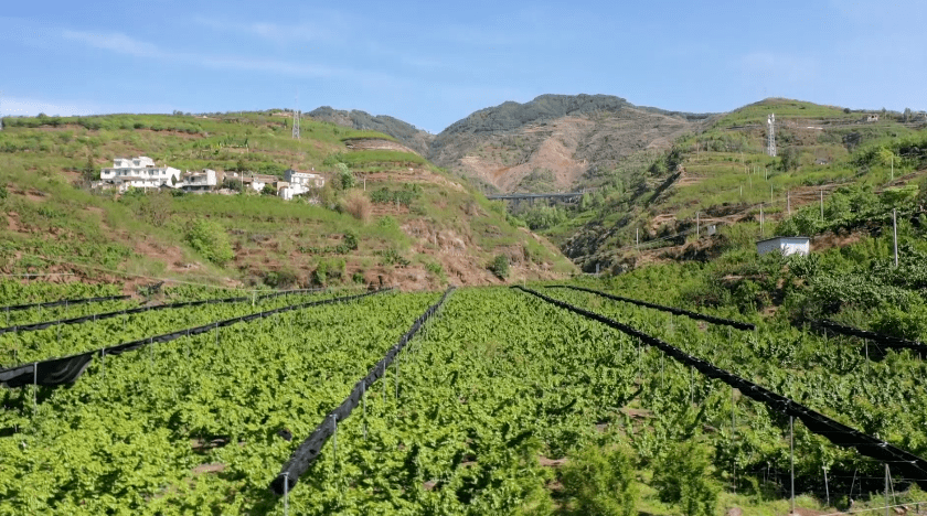 鲁甸小寨:多措并举促樱桃销售