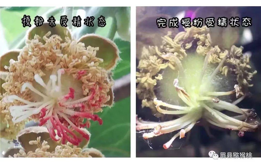 猕猴桃花期授粉注意事项 花粉 温度 果园