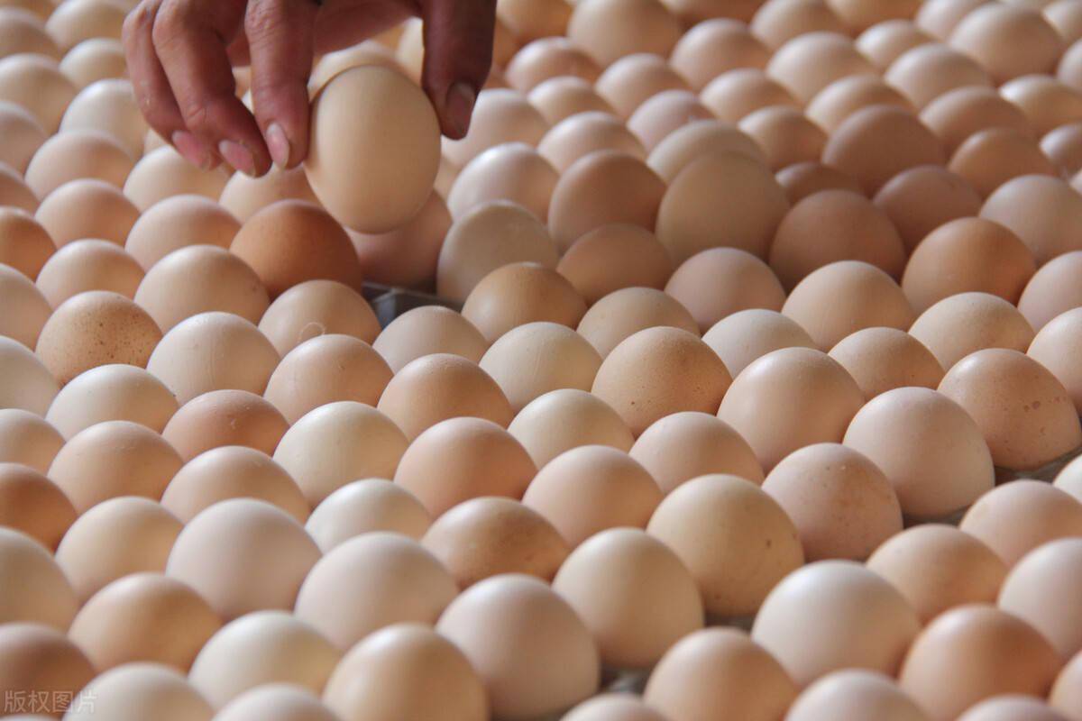亚新体育合作养鸡鸡蛋高价回收蛋鸡养殖户增收好方法(图2)