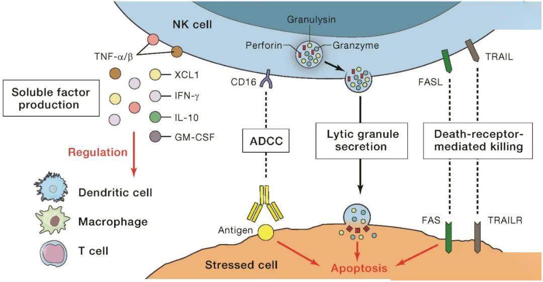 前沿：NK细胞疗法进展_Cell_临床_bright