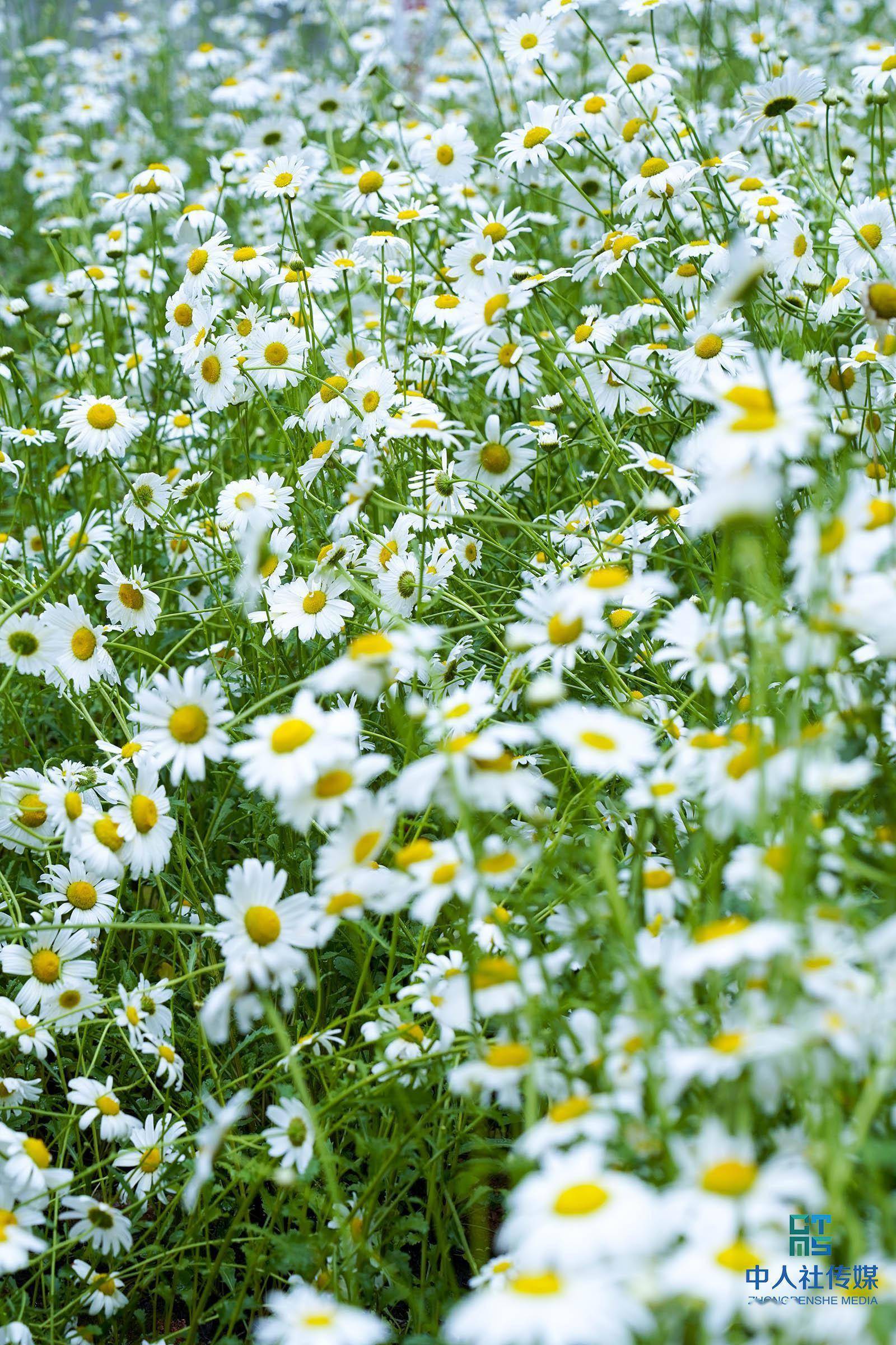这里可领略浪漫小雏菊"深藏心底的爱"_市民_巩如泉_花开正