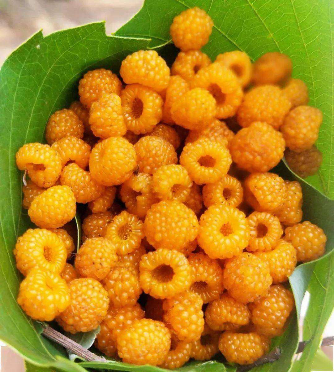 丘北黄泡熟了走走大家约起摘黄泡去