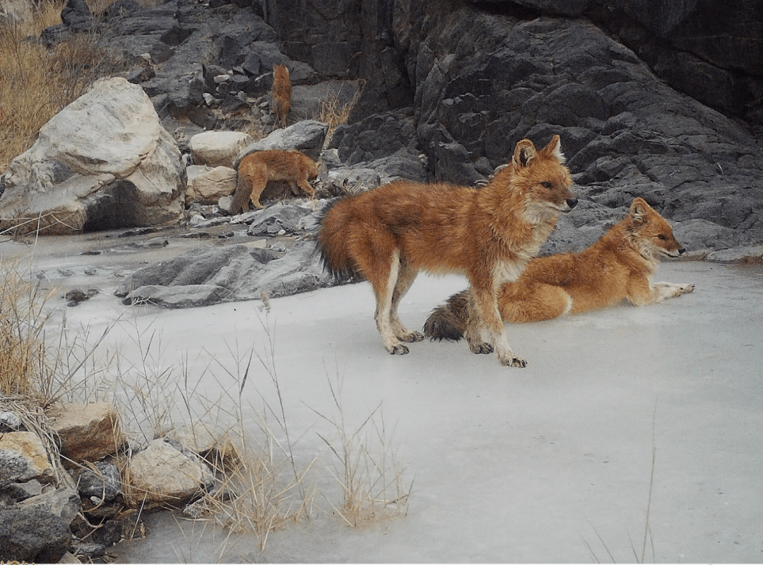 阿克塞县安南坝保护区首次拍到国家一级保护动物豺群活动