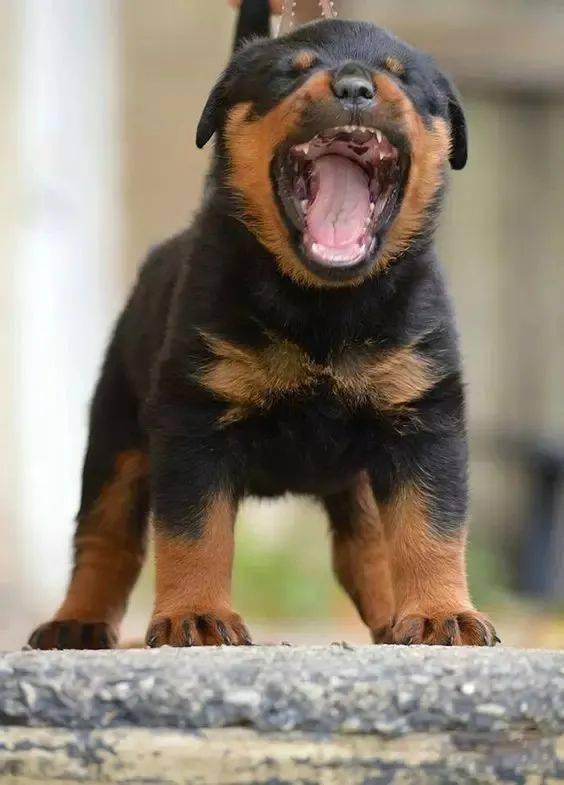 罗威纳丨小时候有多奶长大就有多帅