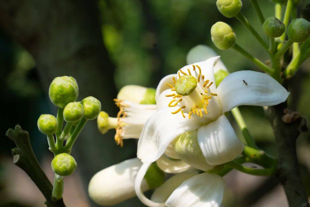 央视点"花,请为化橘红投票!_活动_化州_财经