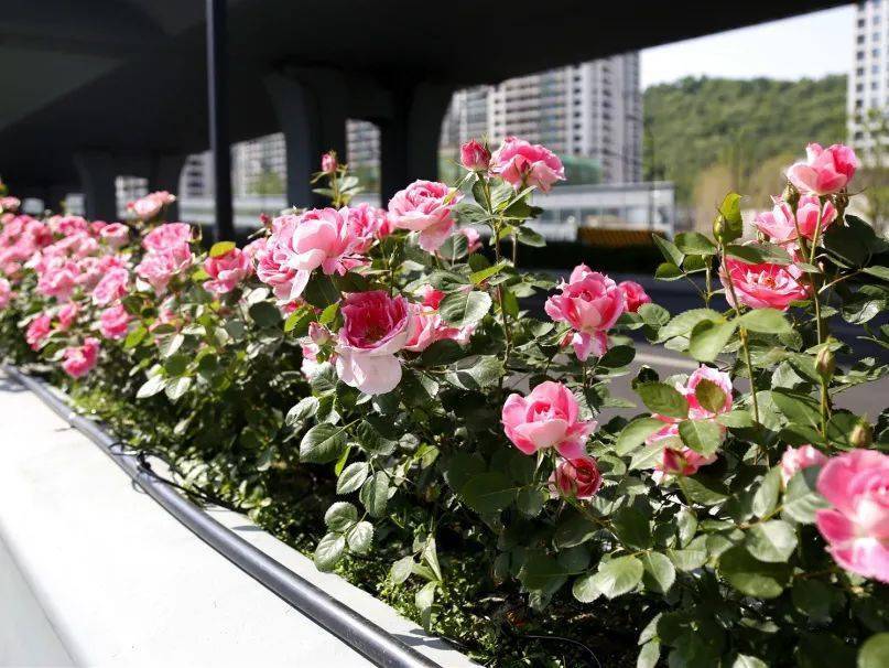 惊艳浪漫满路萧山这几处道路上的月季花开得正好