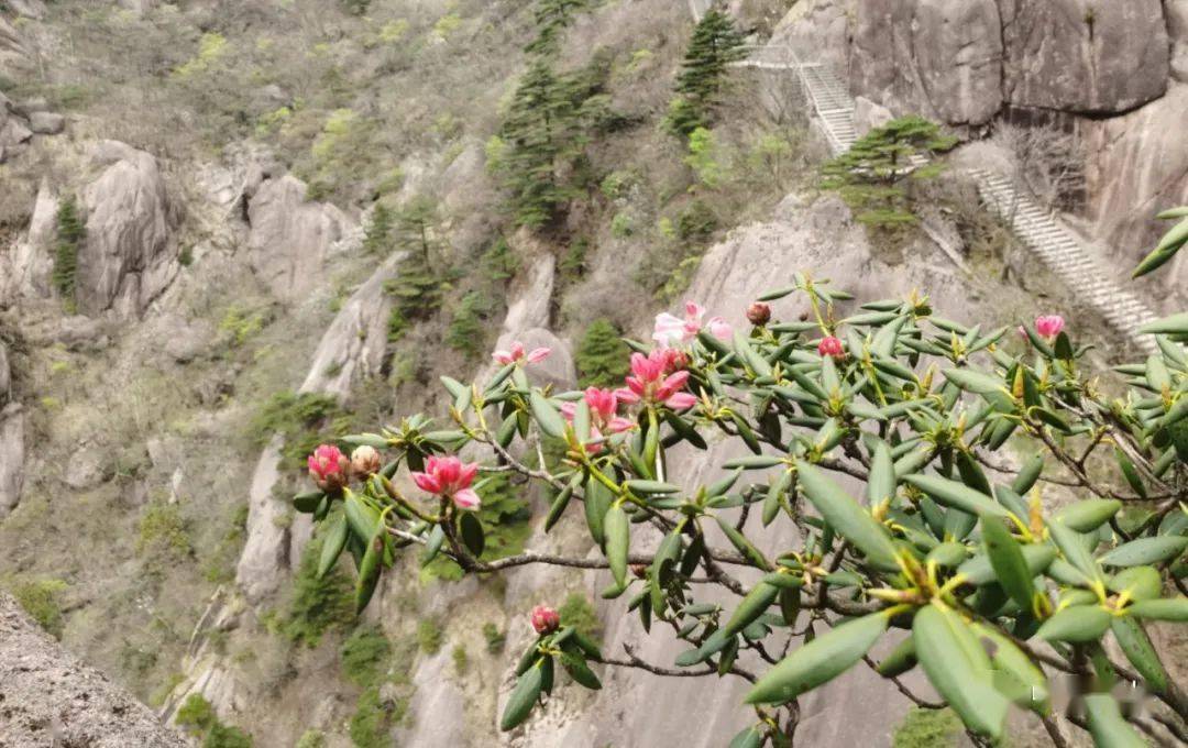 安徽省省花開花啦黃山杜鵑花進入始花期