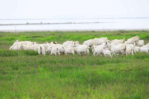 南京石臼湖变身限定草海_杨孝林_草地_波浪