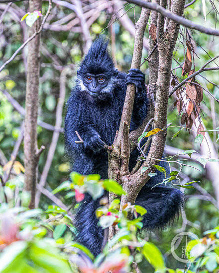 呆萌金佛山里的黑叶猴