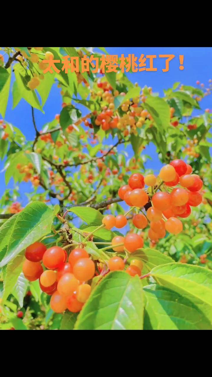 太和的樱桃熟了馋的让人口水直流春夏之交正是樱桃成熟的季节鲜艳欲滴