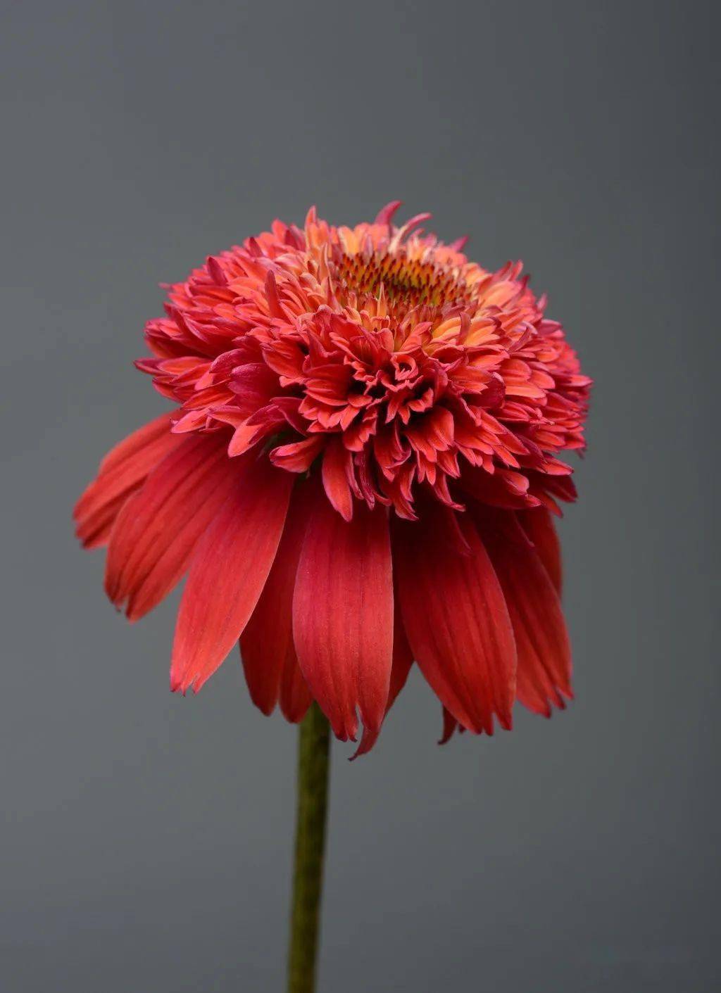 夏日里的花园植物