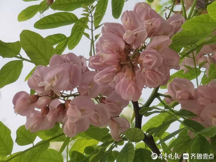 红花刺槐花盛开雍容怒放如云似火