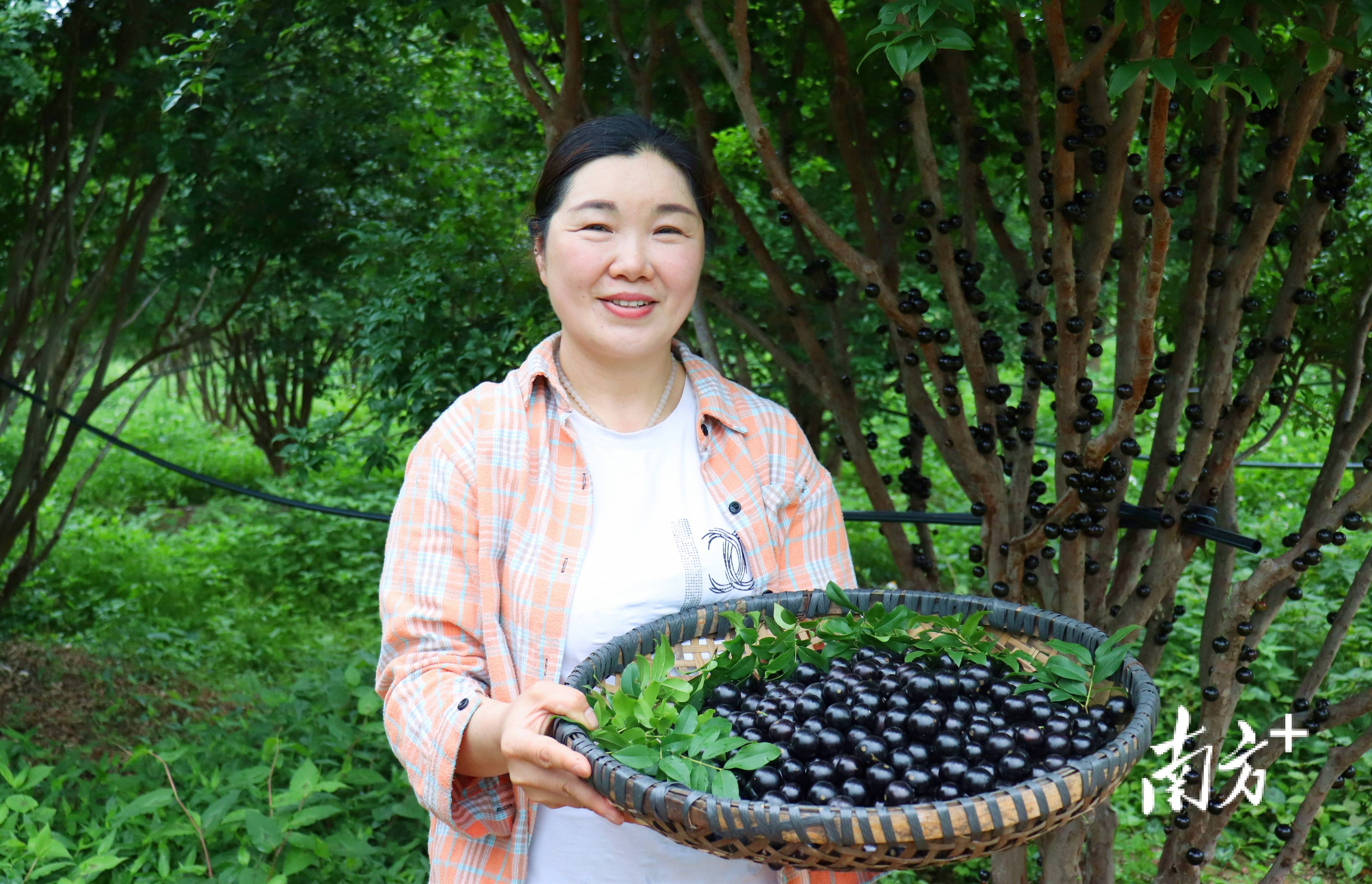 东莞嘉宝果种植基地图片