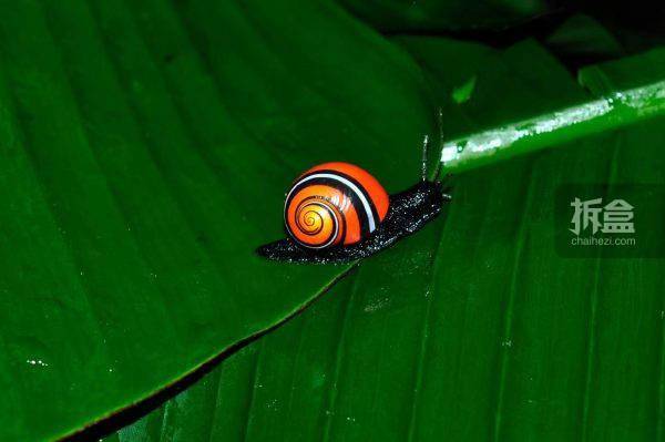 涅盘工作室古巴糖果蜗牛珍稀动物仿真模型夜光冰箱贴