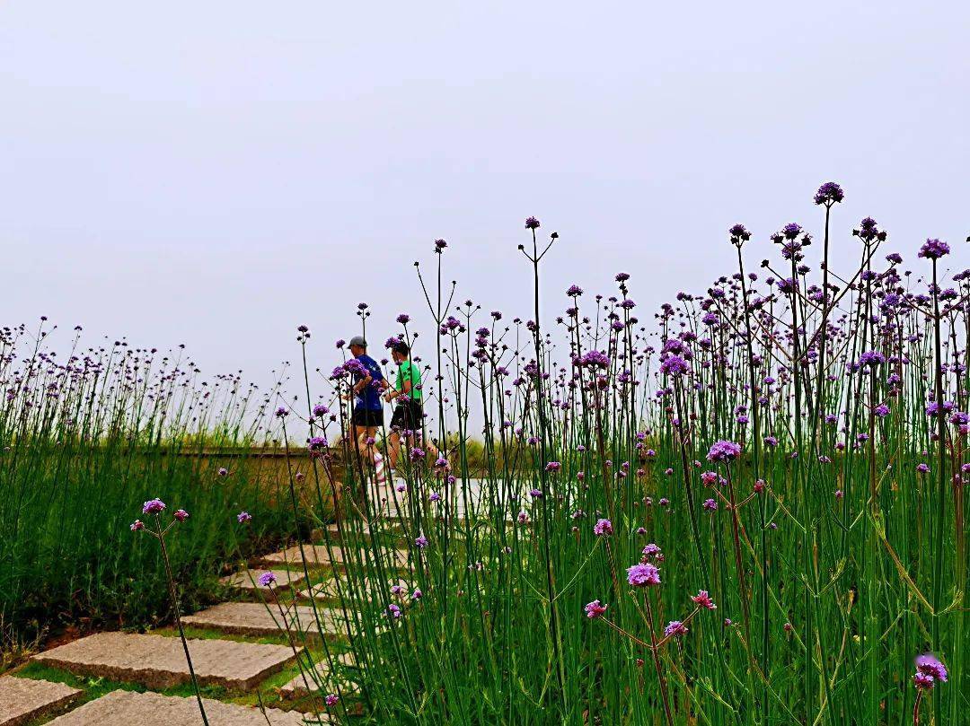村段和七都大桥北汊桥至老涂码头段景观,鲜艳的紫色马鞭草已开成花海
