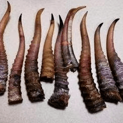 高鼻羚羊(学名:saiga tatarica):别名赛加羚,属于牛科.