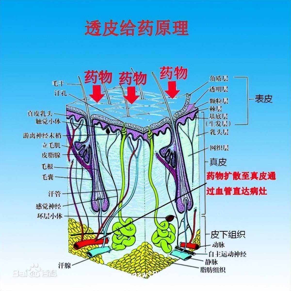 透皮貼劑中所含的藥物以恆定速度(或接近恆定速度)通過皮膚各層,進入