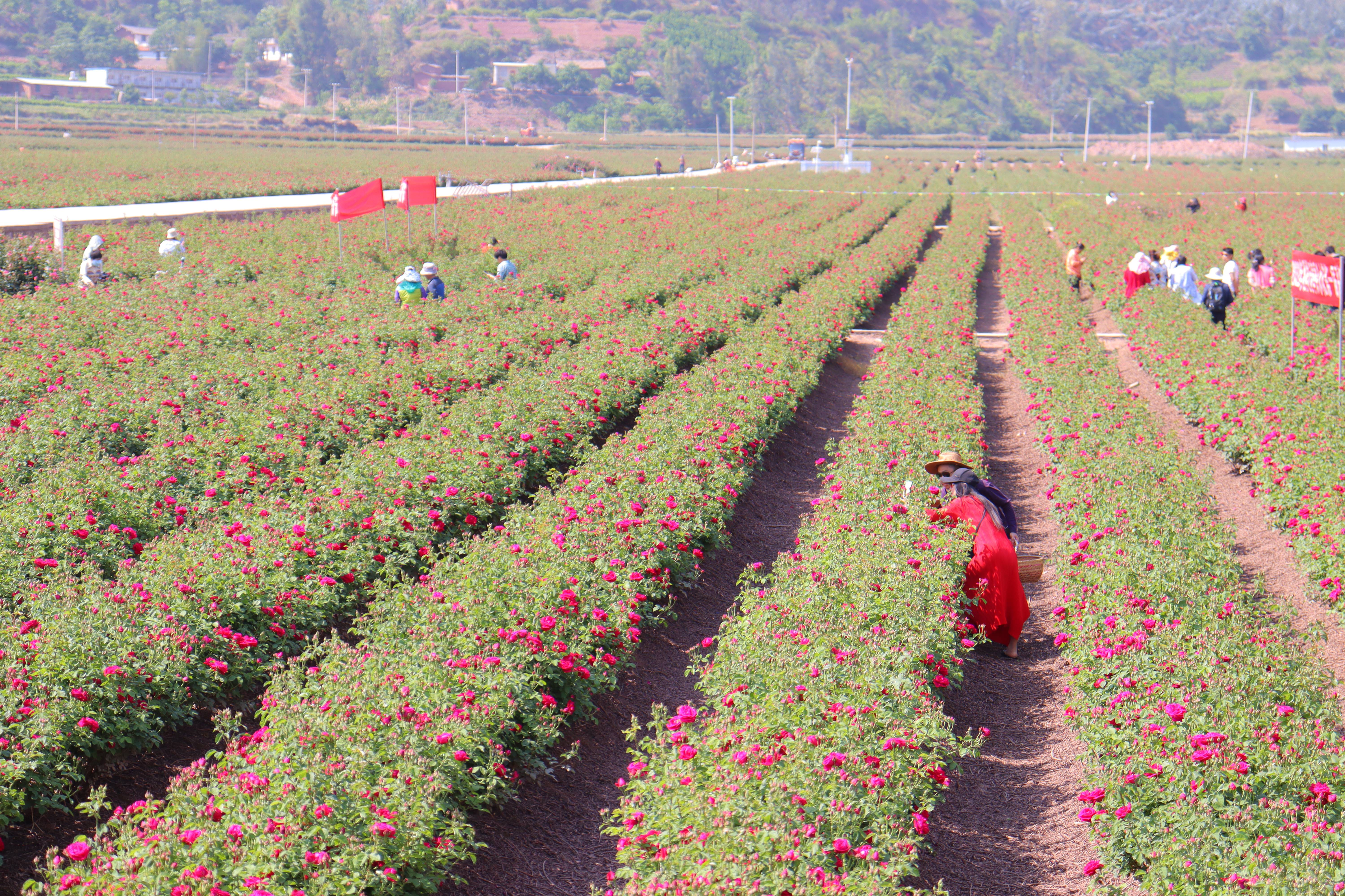 郑州玫瑰花种植基地图片