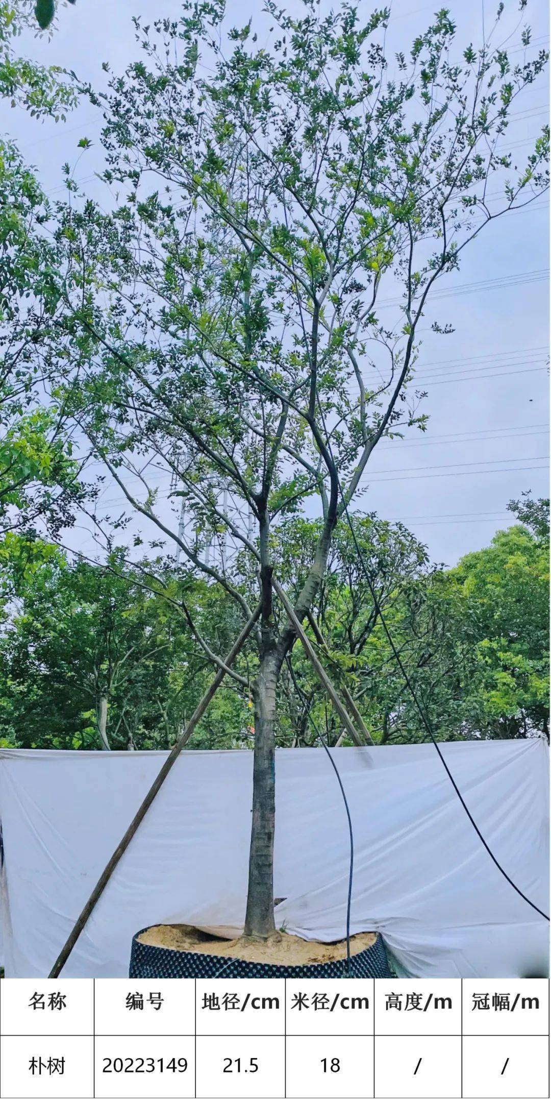 马后花园精品朴树景观示范区特选主景树大树