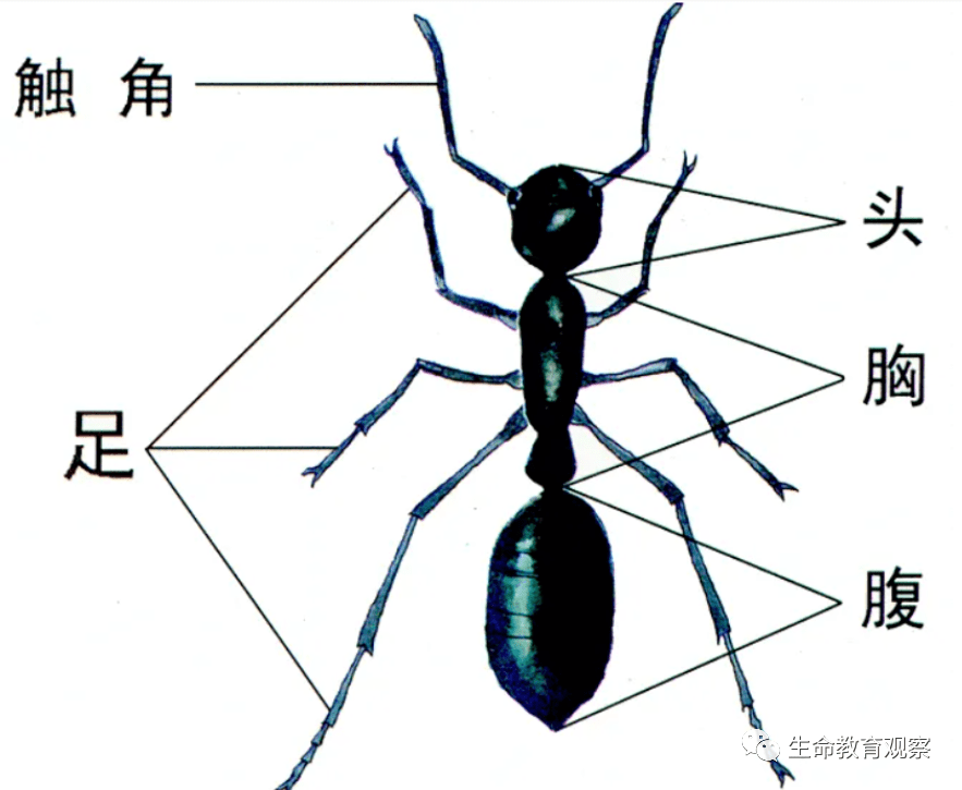 生物进化:蚂蚁是地球上进化最完美的生物