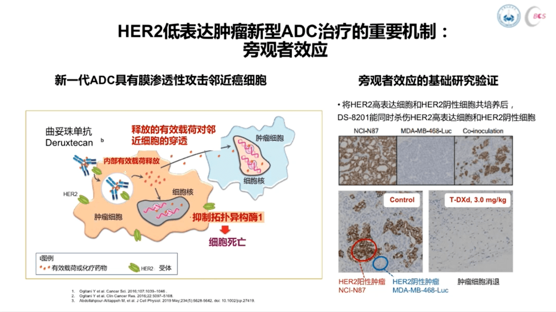 cbcs指南巡讲杨华教授her2阳性和her2低表达晚期乳腺癌新型adc临床