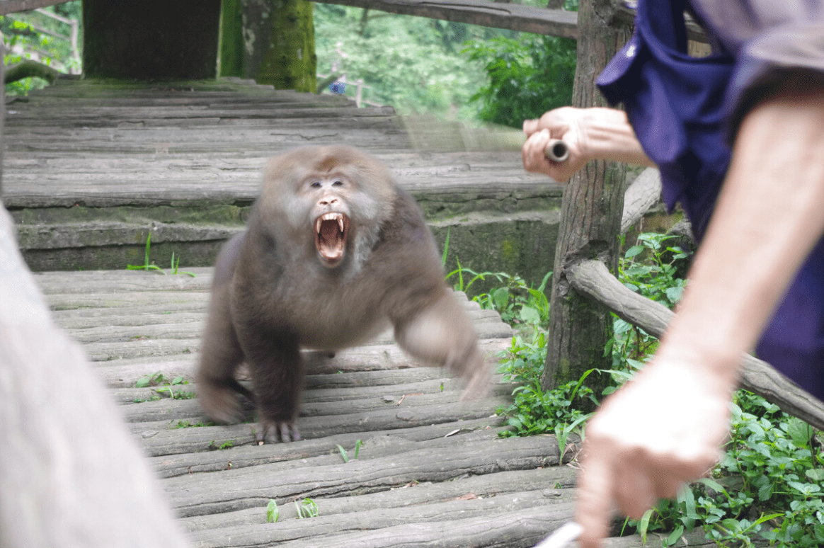 峨眉山_游客_猕猴