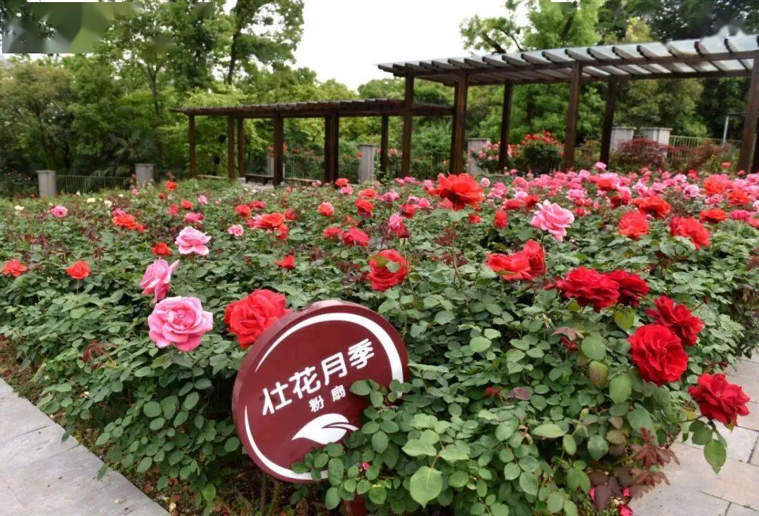 以月季为主题巢湖首个花卉专类园花盛开