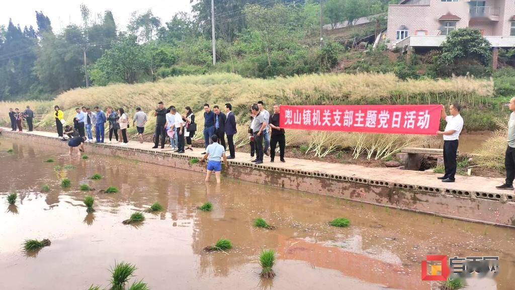 富顺县兜山镇开展插秧助春耕主题党日活动