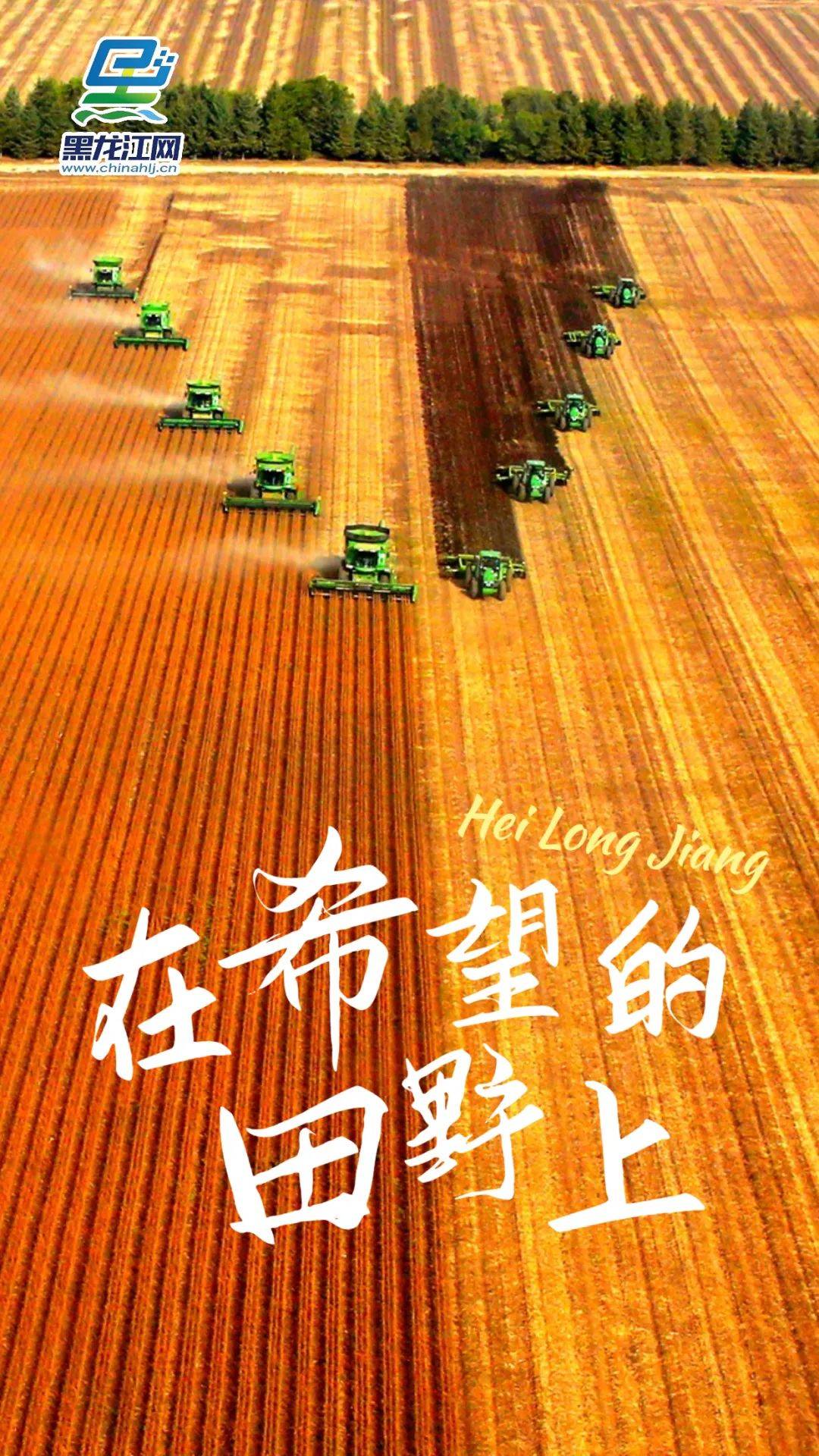黑龙江 在希望的田野上