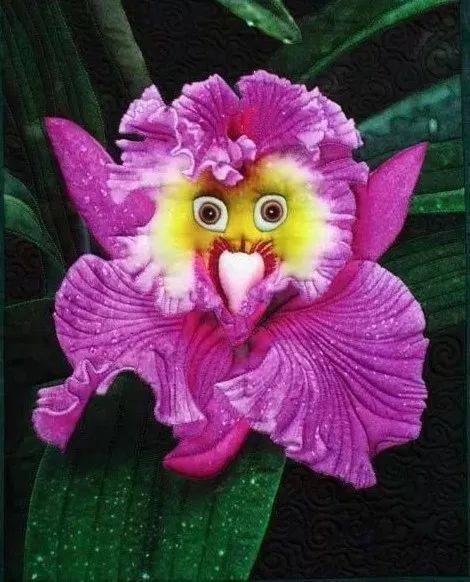 花朵_花瓣_样子