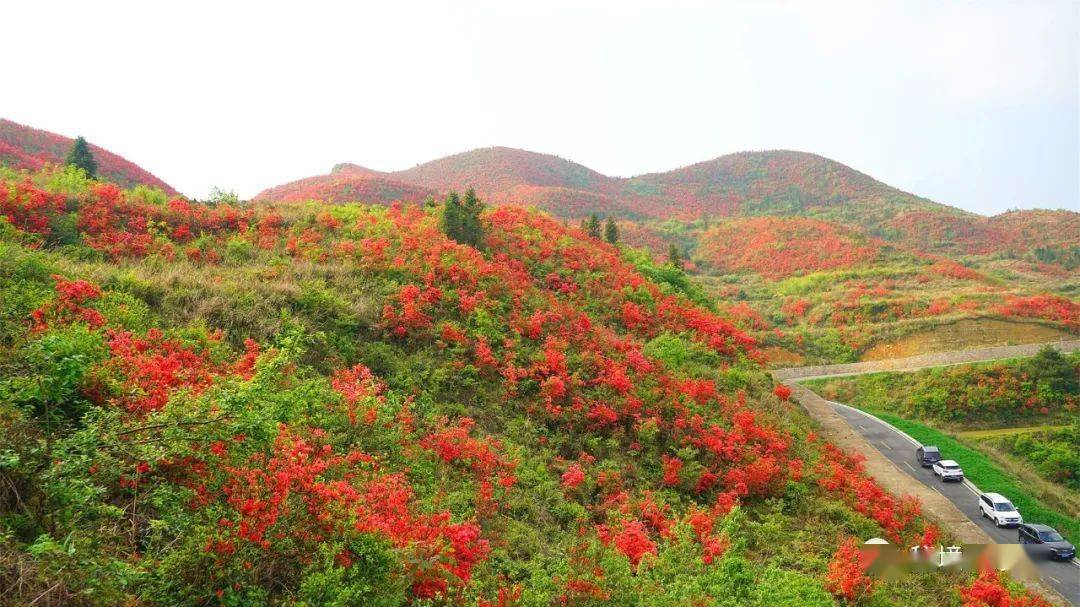 【关注】黄平县大高山:杜鹃花开红艳 风景秀丽迷人_谷陇镇_游客_漫山