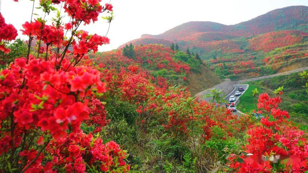 【关注】黄平县大高山:杜鹃花开红艳 风景秀丽迷人_谷陇镇_游客_漫山