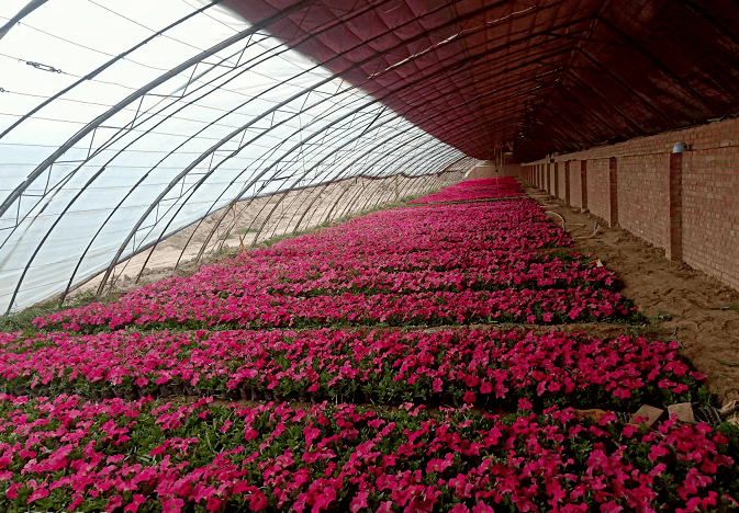 嘉恒集团恒禾园林公司大棚花苗长势喜人即将出圃扮靓全城