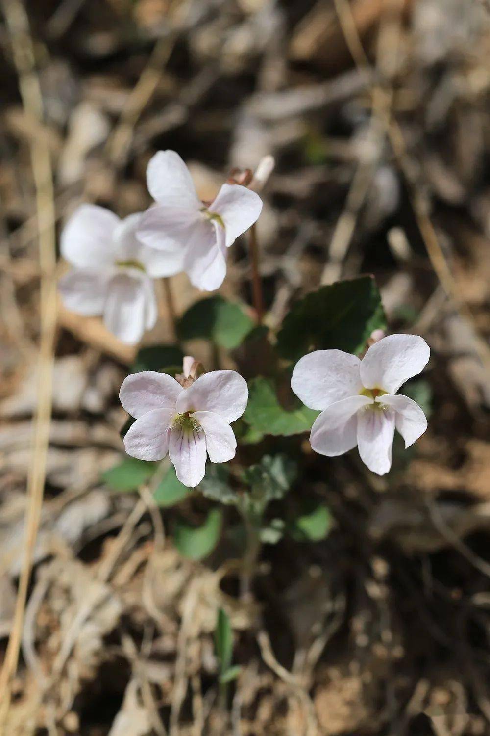 杜鹃花目 报春花科 点地梅属 白花点地梅24.龙胆目